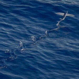 Lettore Digitale FiiO X5 Mark III