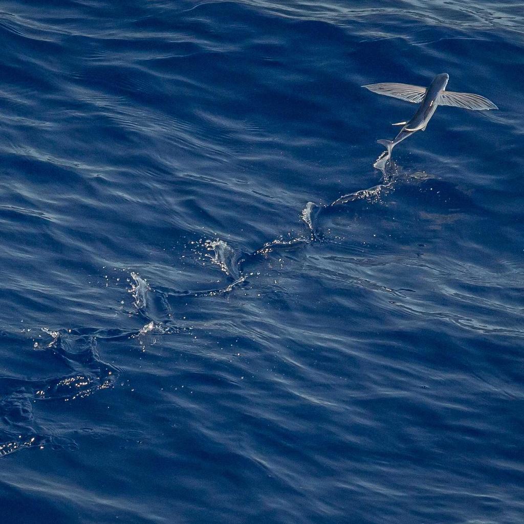 Lettore Digitale FiiO X5 Mark III